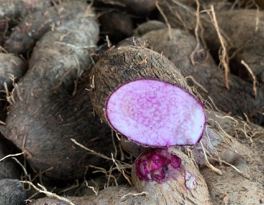 หัวของ ula dioscorea alata