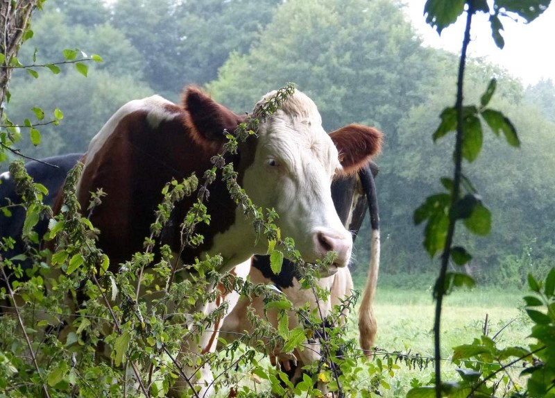 Vache de race montbéliarde Vache de race montbéliarde