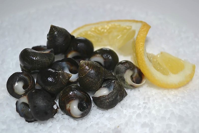 Bigorneaux sur glace pilée