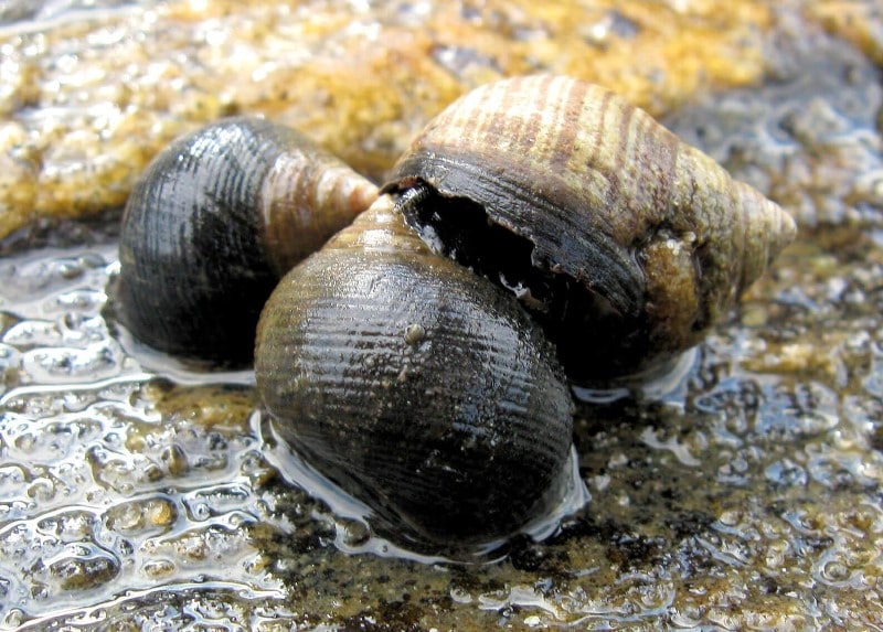 Winkles op de rotsen