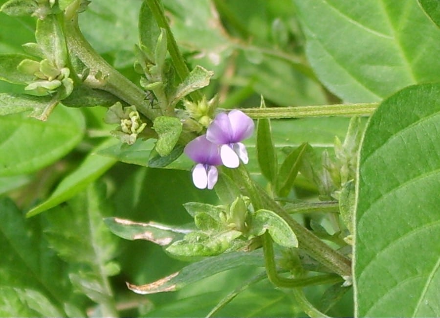 Blooming soybean plant