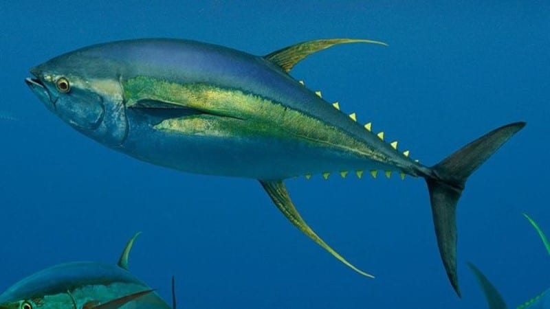Thon jaune albacore Thon jaune albacore