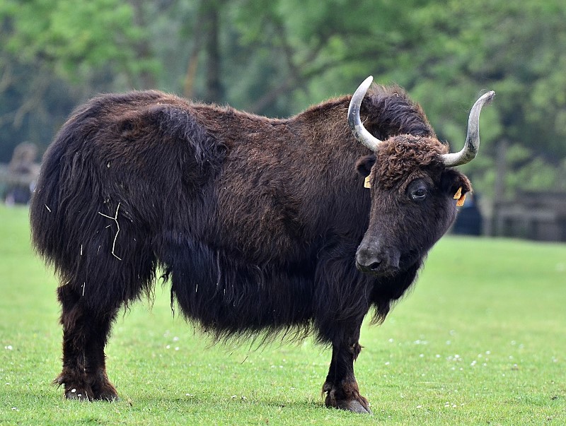 Yak