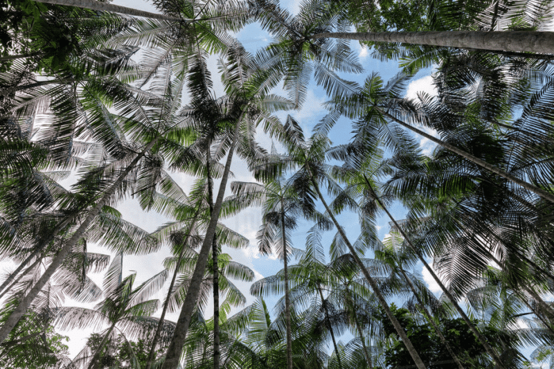 Canopy of acai palm trees