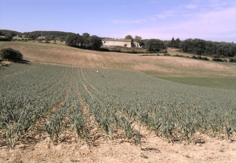 שדה שום ורוד מבית Lautrec