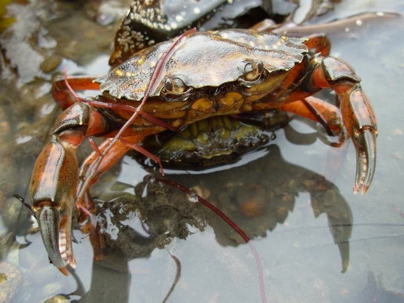 Crabe Vert Crabe Vert