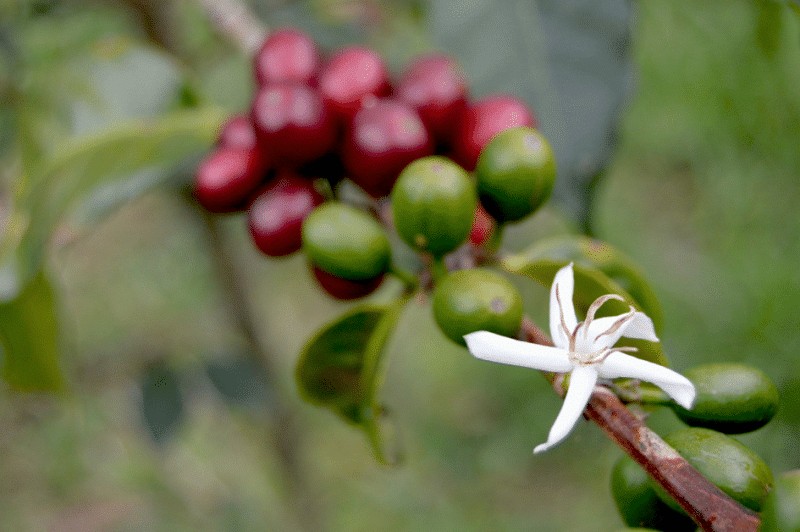 Café Geisha