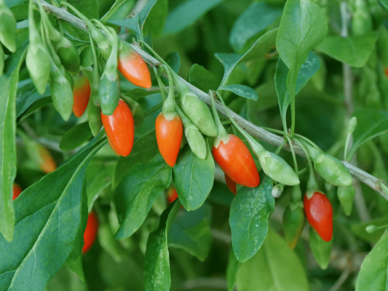 Goji-Lycium barbarum