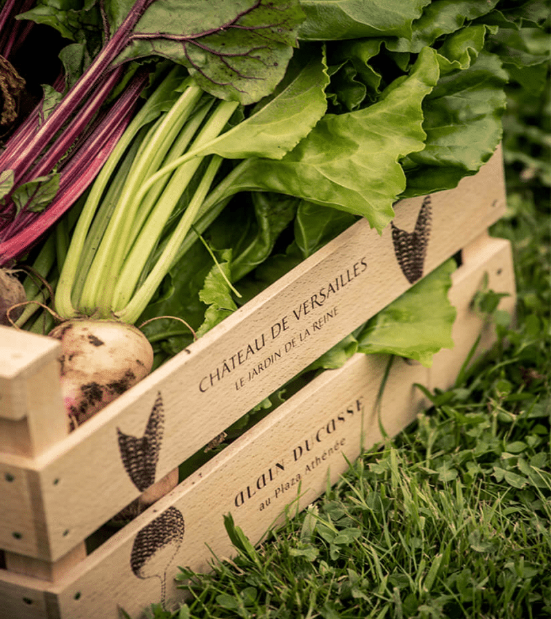 Les l&eacute;gumes du Jardin de la Reine du ch&acirc;teau de Versailles