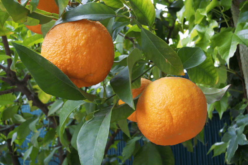 Oranges amères ou bigarades