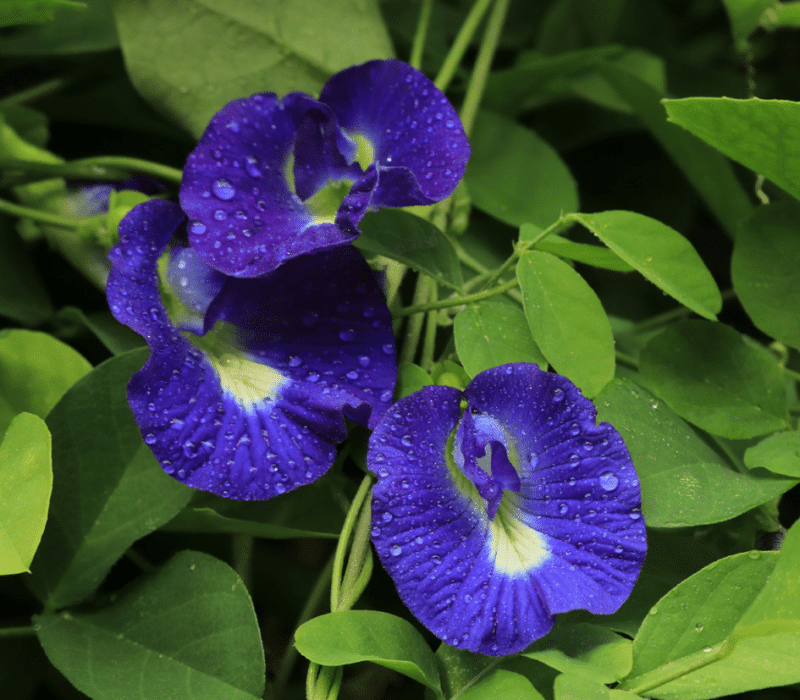 Pois papillon Clitoria Ternatea