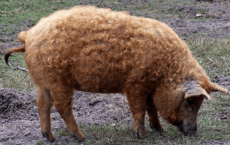 Mangalica gris