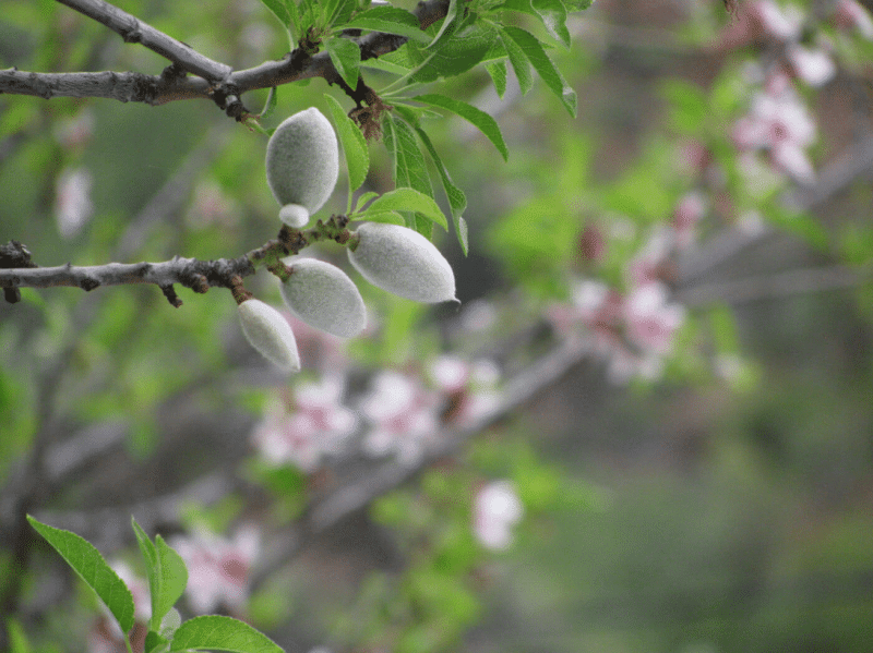 almond pahit