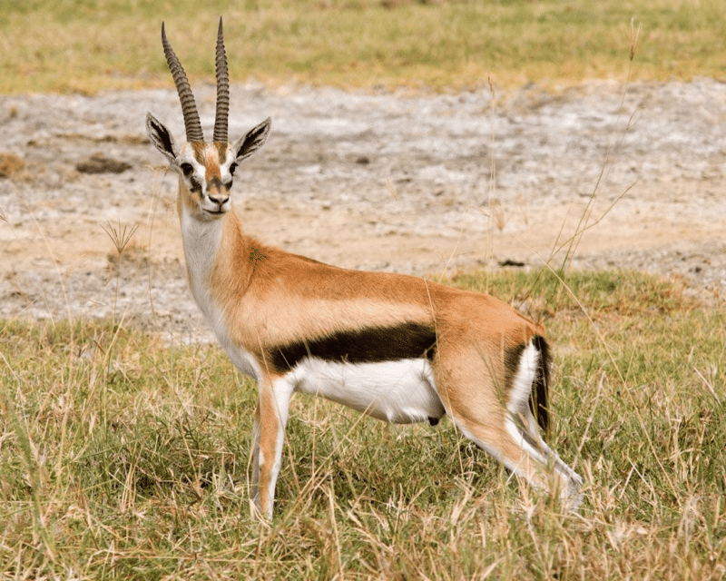 Gazelle