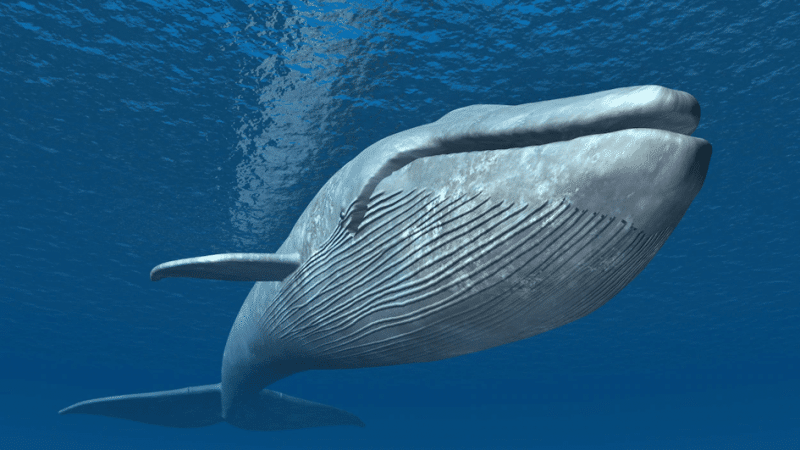 Grande baleine bleue