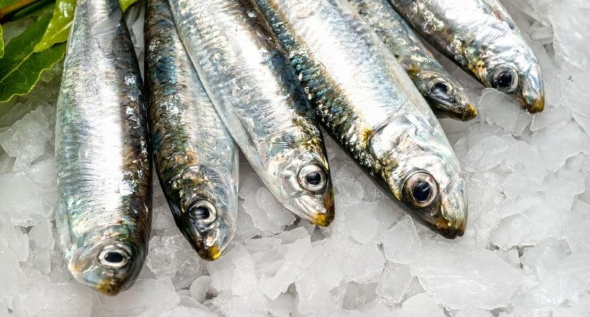Sardine Poisson