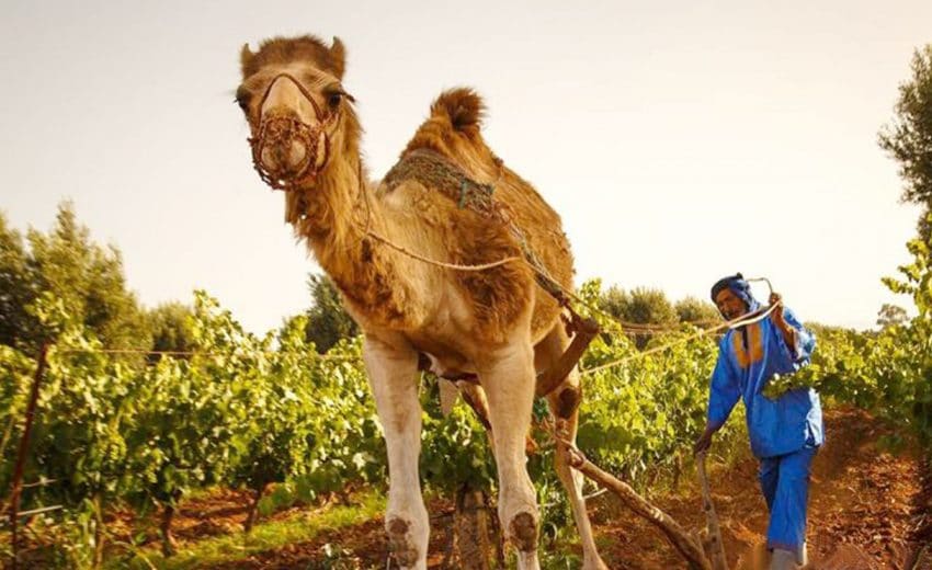 Culture du vignoble dans le Val d’Argan