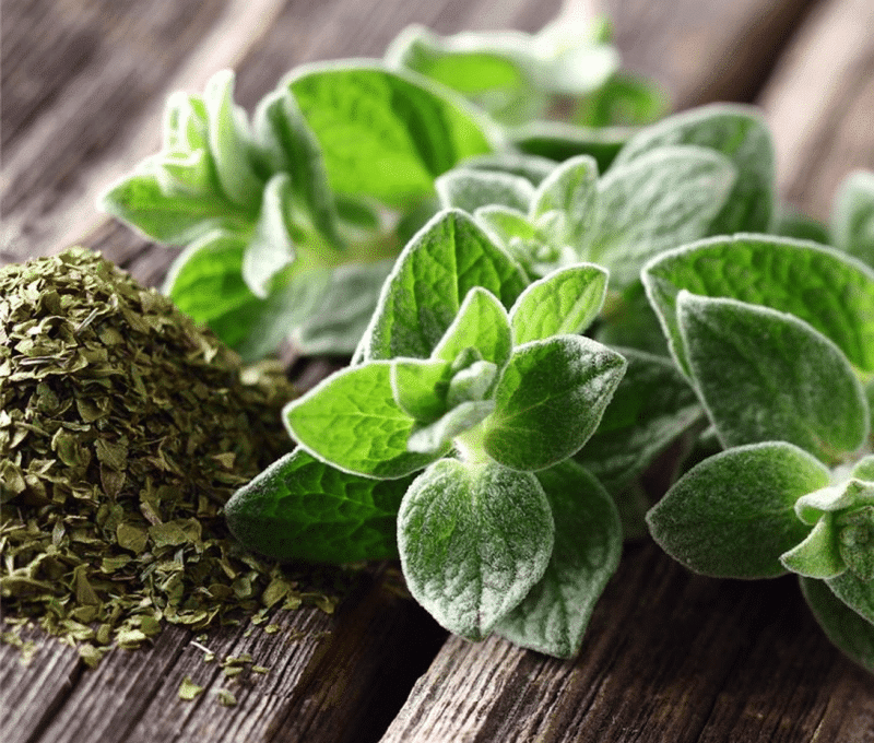 Fresh oregano and dried oregano