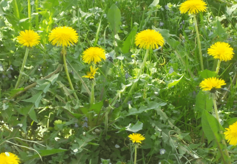 paardebloemen