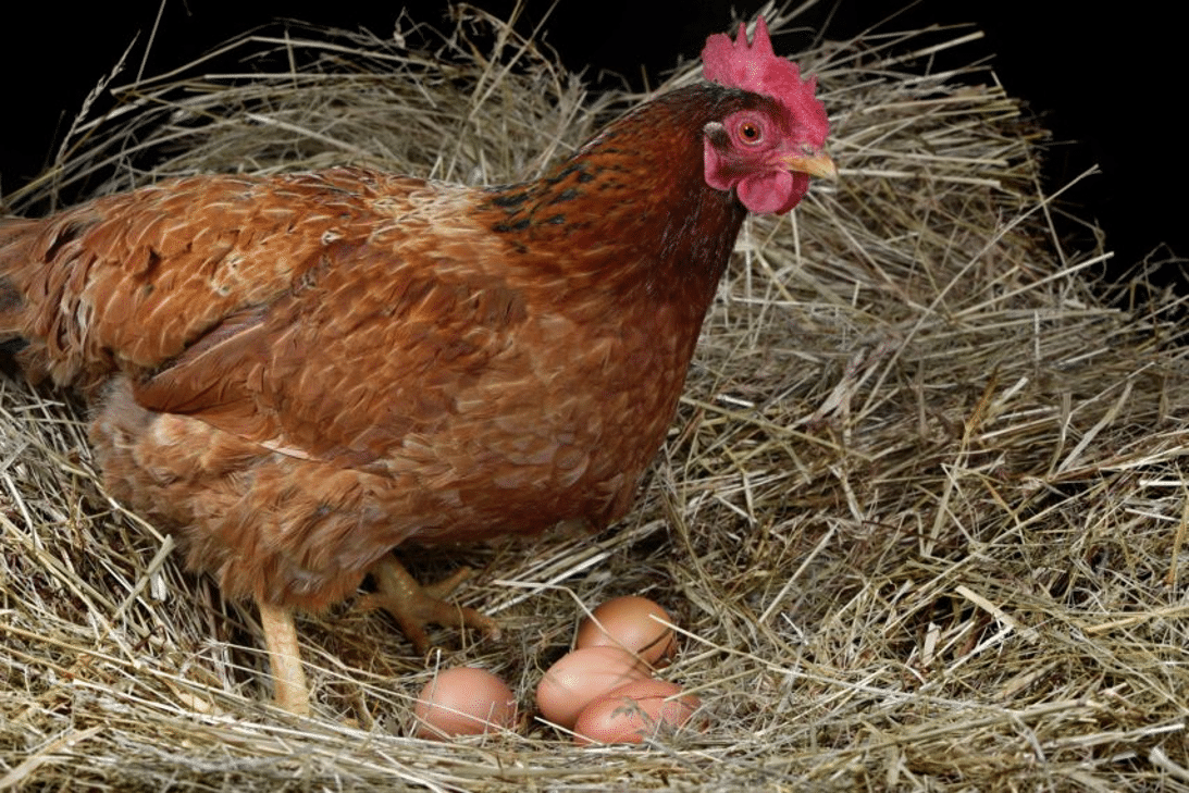 Poule et ses œufs