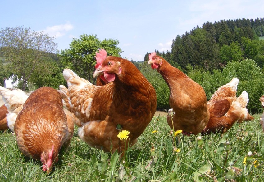 Poules en plein air Poules en plein air