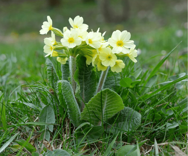 weide sleutelbloem