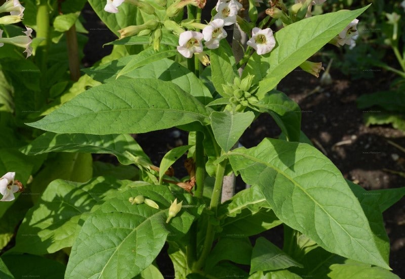 Tabac Nicotiana tabacum Tabac Nicotiana tabacum