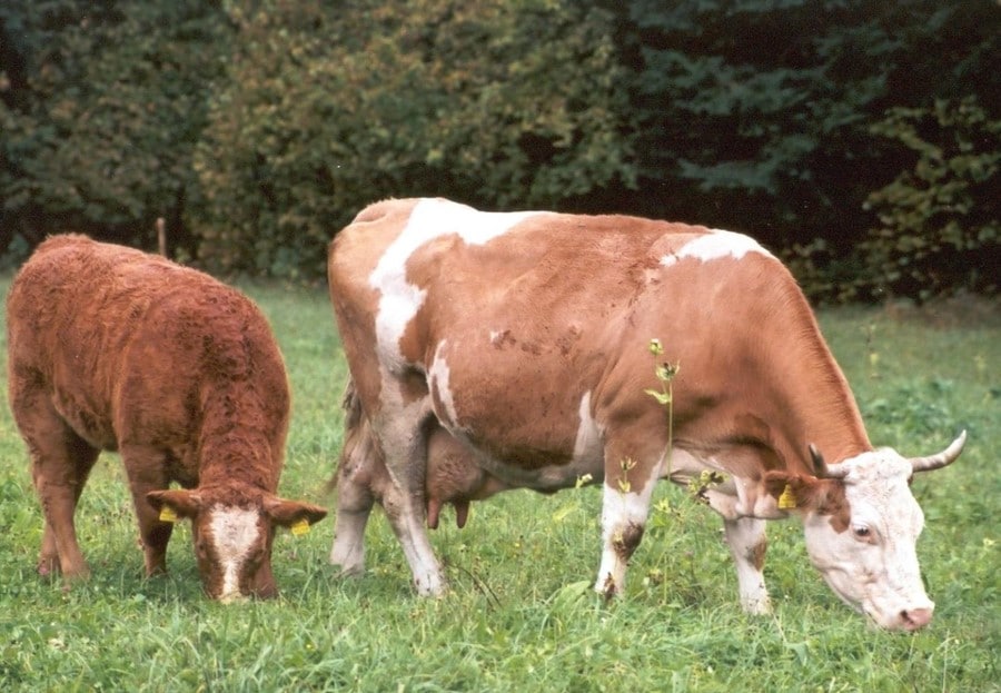 Корова и ее теленок