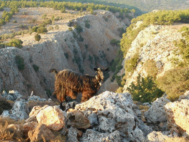 capra cretană