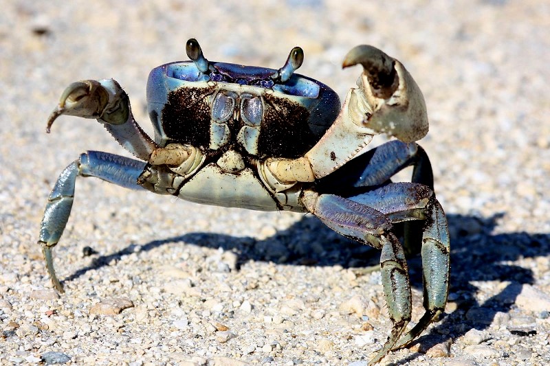Crabe terre Cardisoma guanhumi Crabe terre Cardisoma guanhumi