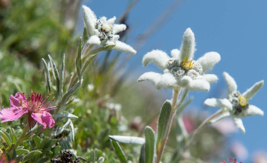 floare de colt