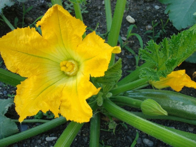 Fleur de courgette Fleur de courgette