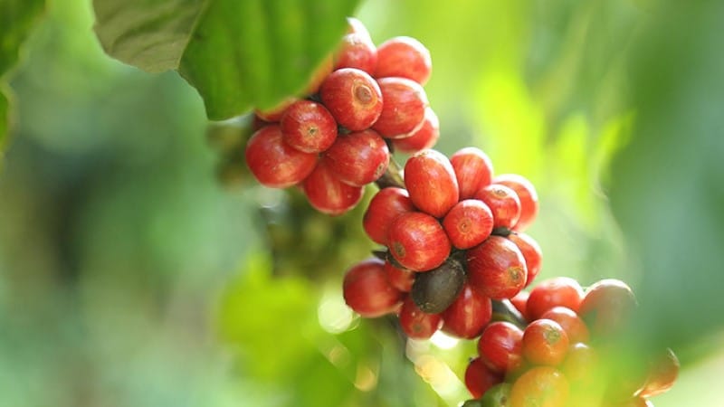 grappolo di chicchi di caffè