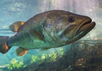 Black bass