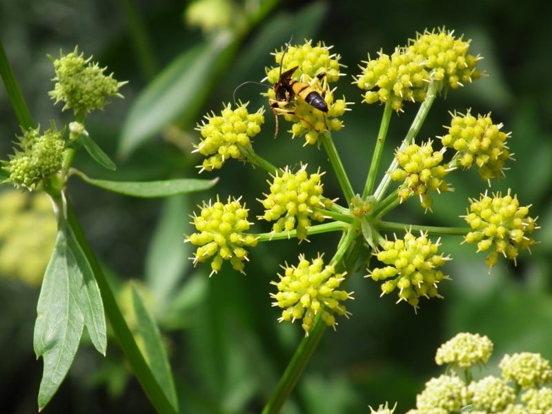 Livèche Levisticum officinale Livèche Levisticum officinale