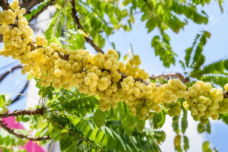 Fläder Phyllanthus acidus