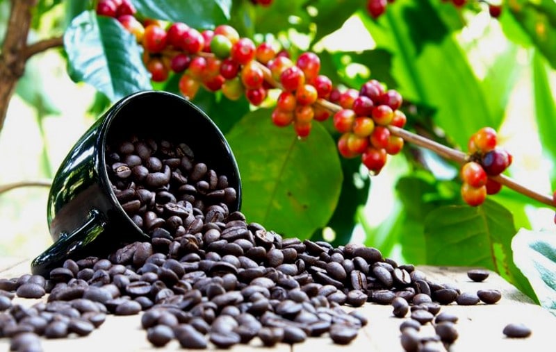 Cà phê Arabica Cà phê Arabica