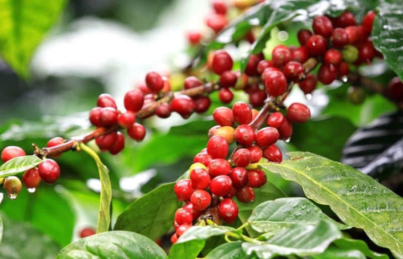 Caf&eacute; robusta Coffea canephora