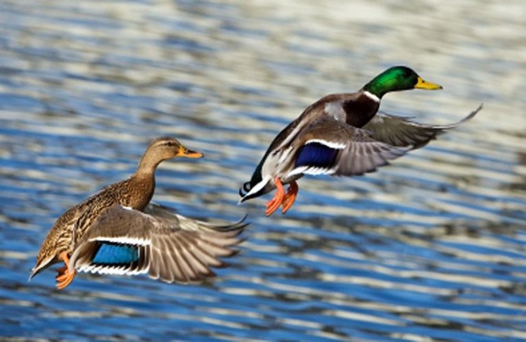 Canard colvert