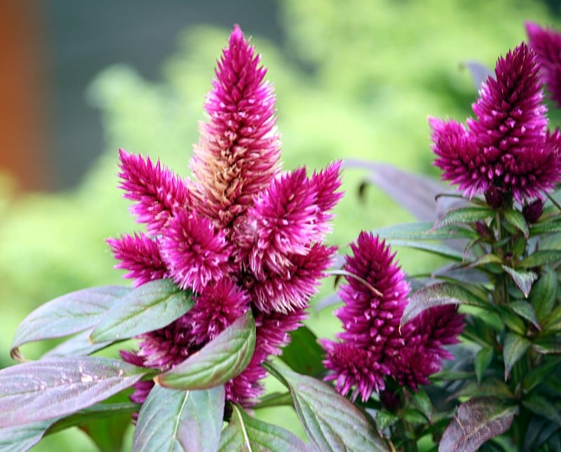 Célosie Celosia argentea L.