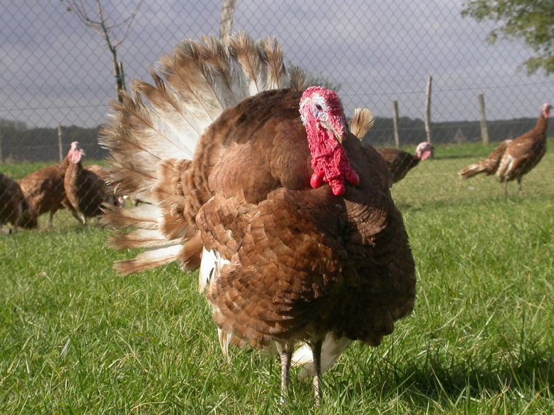 Dindon rouge des Ardennes