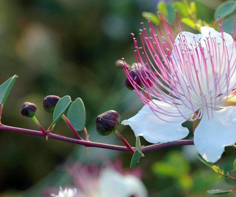 Fleur de câprier et câprons en formation