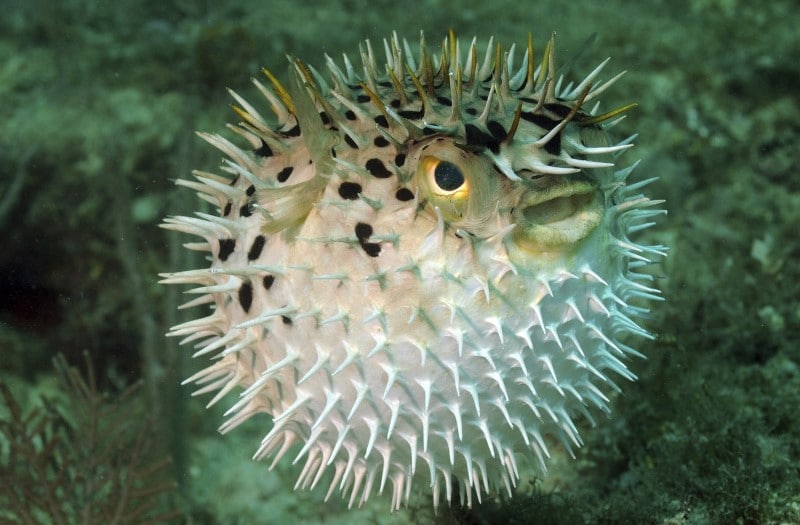 Fugu أو السمكة المنتفخة