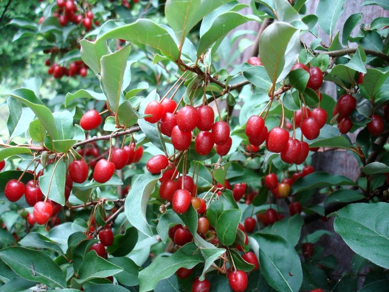Goumi Elaeagnus multiflora