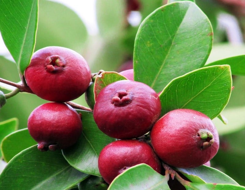 jambu biji cina Psidium cattleianum Sabine