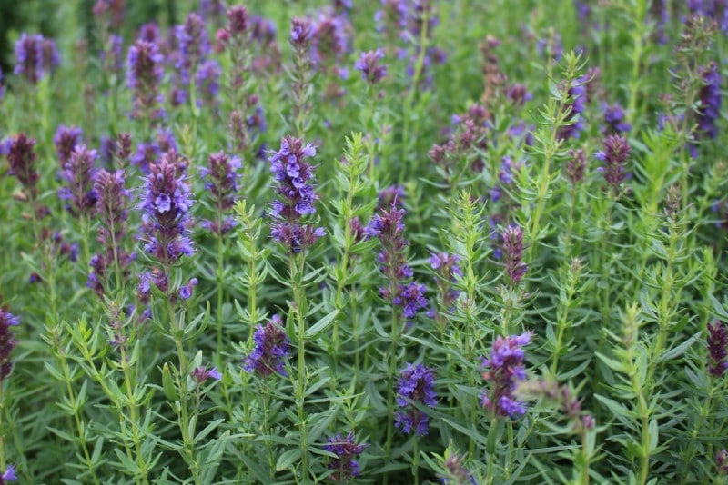 Hyssop Hyssopus officinalis L.