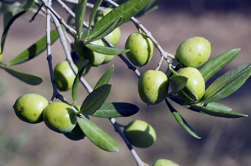 Olives grossane