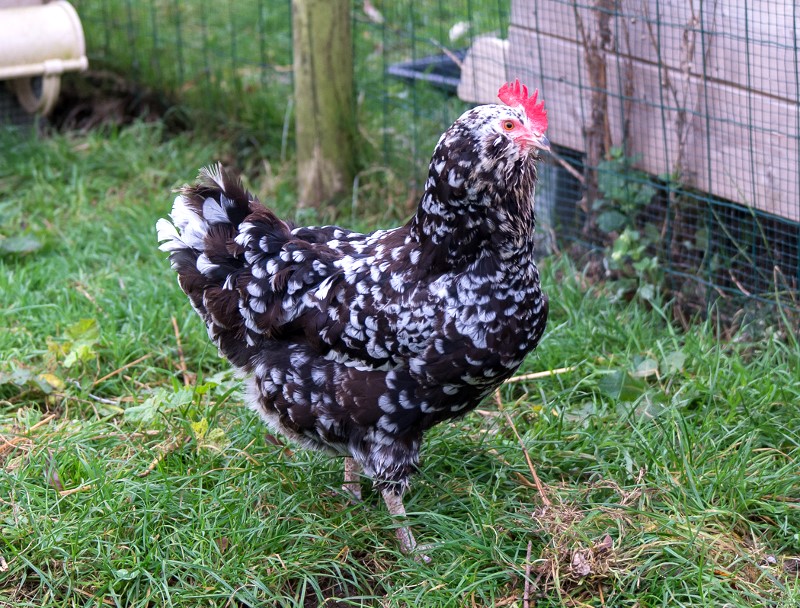 Poule de Houdan