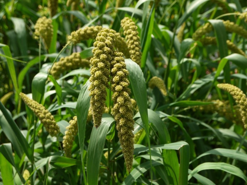 イタリアアワ Setaria italica