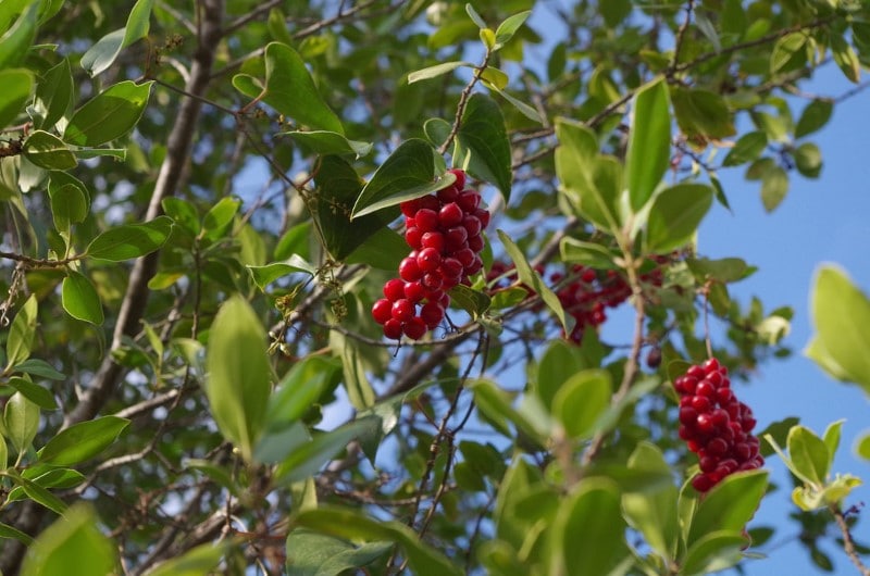 Sarsaparilla Smilax aspera L.